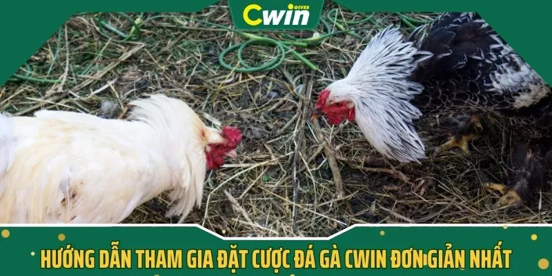 Hướng dẫn tham gia đặt cược Đá gà CWIN đơn giản nhất