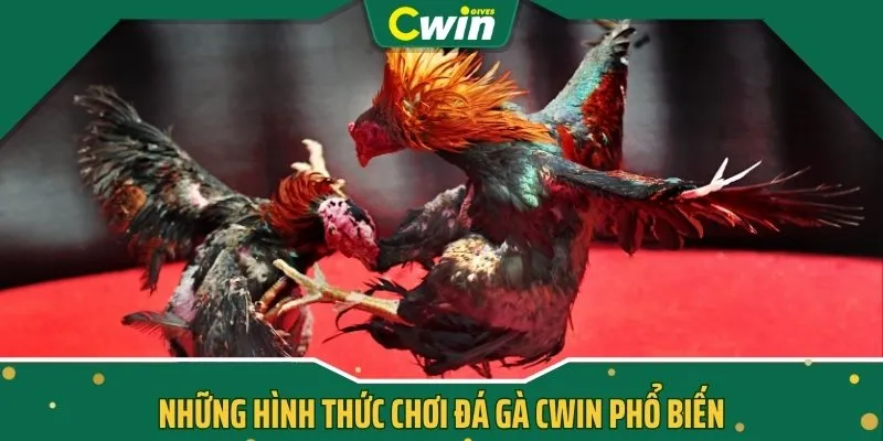 Những hình thức chơi Đá Gà CWIN phổ biến