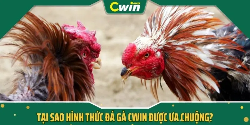 Tại sao hình thức đá gà CWIN được ưa chuộng?